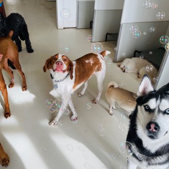 Furbabies Resort and Spa - Pet Groomers Near Me - Scottsdale, Arizona