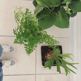 Galloway Farm Nursery - Maiden hair fern, monstera, stag horn - Nurseries & Gardening Near Me - Miami, Florida Galloway Farm Nursery - Maiden hair fern, monstera, stag horn - Nurseries & Gardening Near Me - Miami, Florida