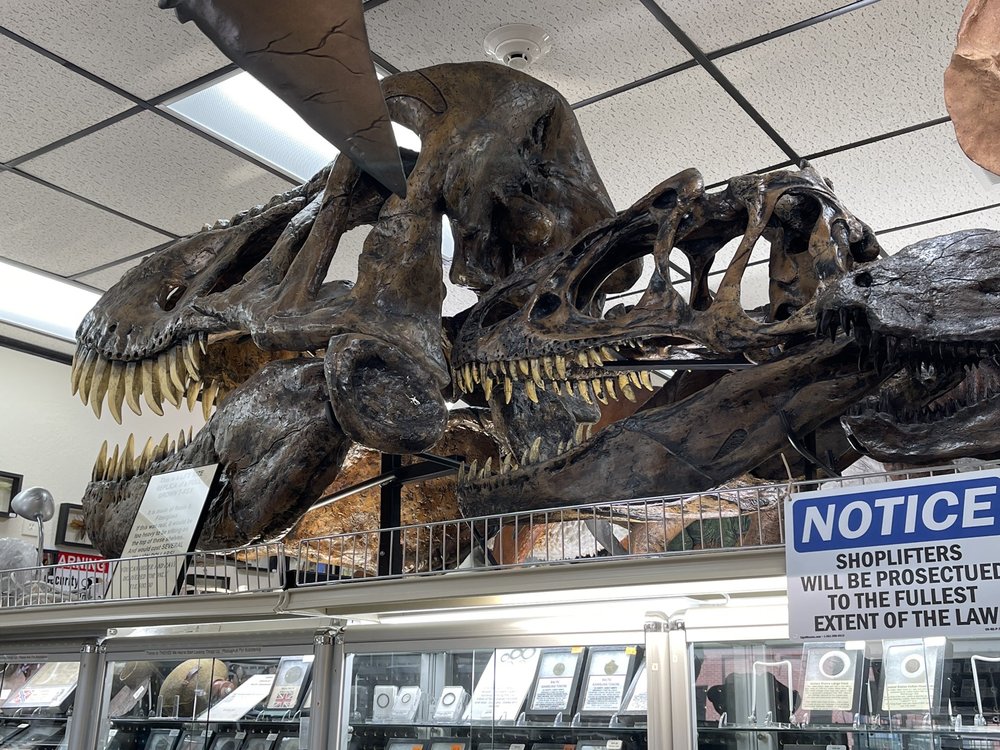 PREHISTORIC FOSSILS Updated September 2024 100 Photos & 12 Reviews