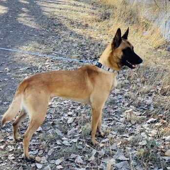 Ruidoso Malinois - Always alert! - Pet Training Near Me - Capitan, New Mexico Ruidoso Malinois - Always alert! - Pet Training Near Me - Capitan, New Mexico
