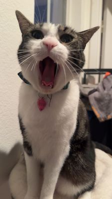 Applebee's Grill + Bar by null