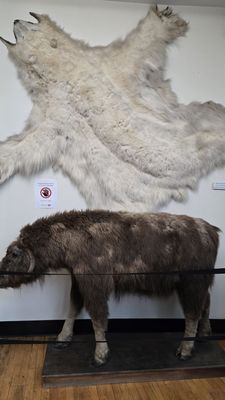 Redpath Museum by null