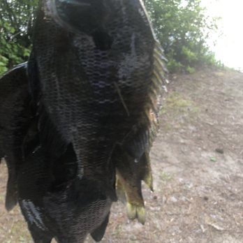 Brooks Lake Recreation Park - Some of the bream we caught on 05/05/2021 5-7pm caught on Red Wiggler Worms - Parks Near Me - Conyers, Georgia