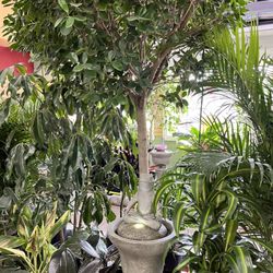 Dambly's Garden Center