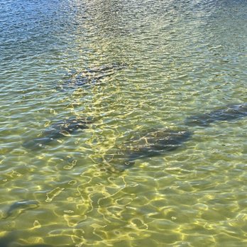Manatee Viewing Center - Zoos Near Me - Apollo Beach, Florida Manatee Viewing Center - Zoos Near Me - Apollo Beach, Florida