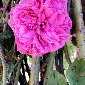 Purple Haze Lavender Farm - Flowers & Gifts Near Me - Sequim, Washington Purple Haze Lavender Farm - Flowers & Gifts Near Me - Sequim, Washington