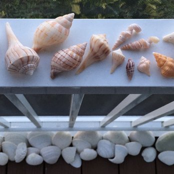 Dreamlander Tours - An amazing variety of Shells - Fishing Near Me - Goodland, Florida Dreamlander Tours - An amazing variety of Shells - Fishing Near Me - Goodland, Florida