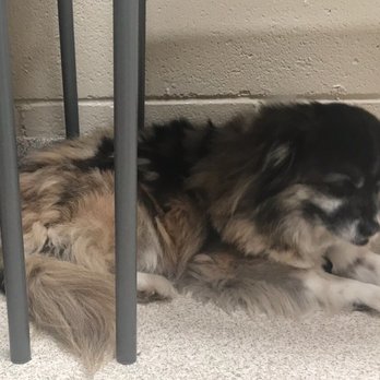 Animal Palace - Before - Pet Sitting Near Me - Virginia Beach, Virginia Animal Palace - Before - Pet Sitting Near Me - Virginia Beach, Virginia