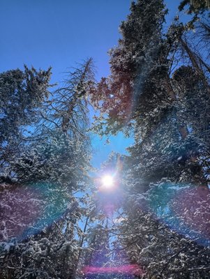 Mueller State Park by null