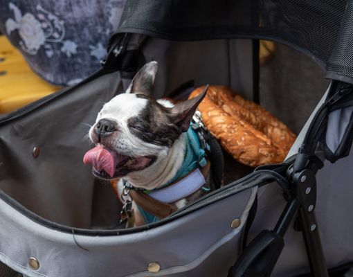 Dacha Beer Garden (Navy Yard) by null