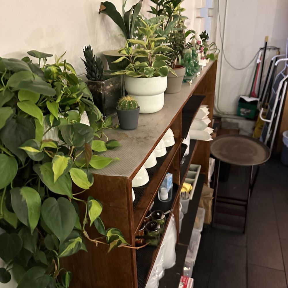 Yimm - Plants on back wall - Thai Near Me - Oakland, California Yimm - Plants on back wall - Thai Near Me - Oakland, California