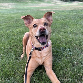 Clearwater Dog Training - My happy pup - Pet Training Near Me - Lakewood, Colorado Clearwater Dog Training - My happy pup - Pet Training Near Me - Lakewood, Colorado