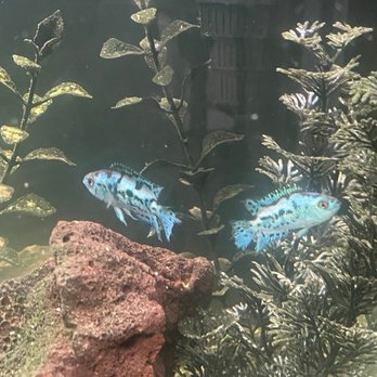 King Aquarium - Electric blue Jack dempseys I purchased from there in my tank. Been looking for them everywhere! - Pet Stores Near Me - San Jose, California