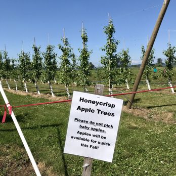 Bailey Family Farm - Gotta let the baby apples grow. - Pick Your Own Farms Near Me - Snohomish, Washington