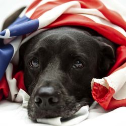 Dog Guard of The Hudson Valley, LLC