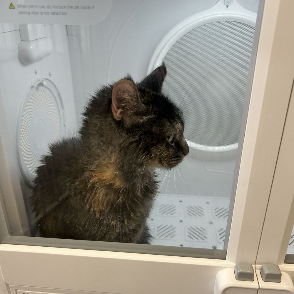 Pet Beloved - Drying process lol - Pet Groomers Near Me - San Diego, California Pet Beloved - Drying process lol - Pet Groomers Near Me - San Diego, California