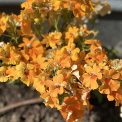 Earthbound Farm Stand - Beautiful flowers