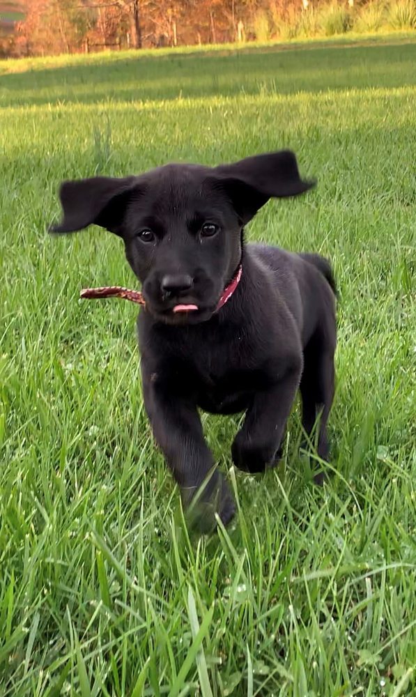 DAWG HOUSE SALON Updated August 2024 1477 Smokey Park Hwy, Candler