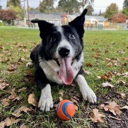 Calm Critters Pet Sitters