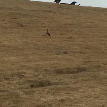 Seal Point Park - Seal Point Park Hillside With Rabbits - Parks Near Me - San Mateo, California