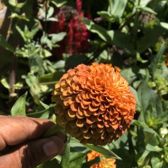 Roo Landscaping - a person's hand holding an orange flower - Landscaping Near Me - Kenosha, Wisconsin Roo Landscaping - a person's hand holding an orange flower - Landscaping Near Me - Kenosha, Wisconsin