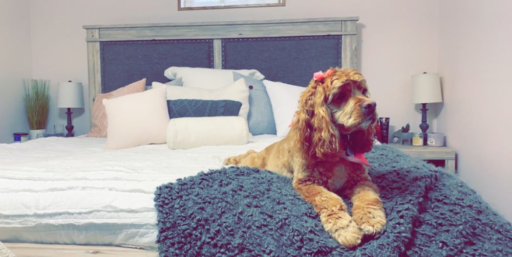 SUDS N’ SCISSORS 21 Photos 2621 N 48th St, Lincoln, Nebraska Pet