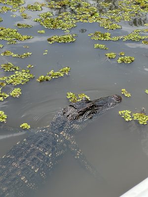 McGee's Louisiana Swamp & Airboat Tours by null
