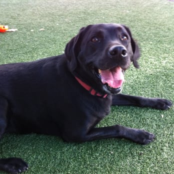 Sunrun Kennels - A tired pup is a happy pup! - Pet Sitting Near Me - Newport Beach, California