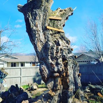 Tree MD Tree Care - Rotten Willow - Tree Services Near Me