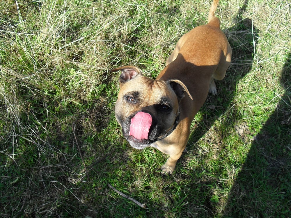 WAGGY TAILS 57 Castle Road, Coedpoeth, Wrexham, United Kingdom Dog