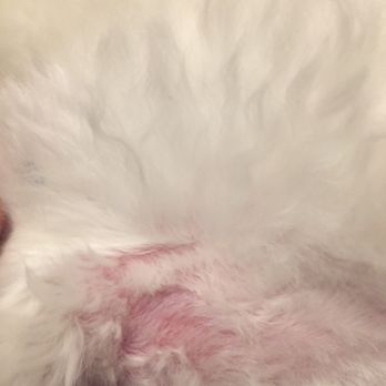 Bone Jour Pet Boutique - Pet Sitting Near Me - Bethesda, Maryland
