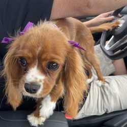 House of Paws Doggie Day Spa - Do I look pretty? Yes I do.