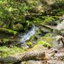 Photo of Falls Brook Trail