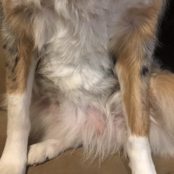 Mobile Doggie Den Grooming - So uneven!!! - Pet Groomers Near Me - Albuquerque, New Mexico