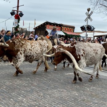 The Stockyards - 12.29.22 Cattle Drive - Local Flavor Near Me - Fort Worth, Texas The Stockyards - 12.29.22 Cattle Drive - Local Flavor Near Me - Fort Worth, Texas