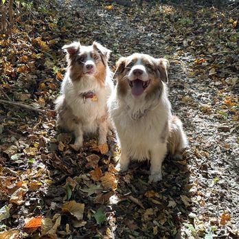NuVet Labs - Athena and Dio! - Pet Stores Near Me - Westlake Village, California NuVet Labs - Athena and Dio! - Pet Stores Near Me - Westlake Village, California