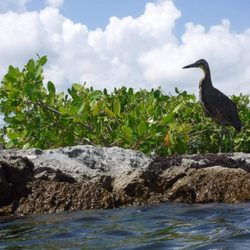 Yucatán Eli's Tours - We see many beautiful tropical birds on our tours!