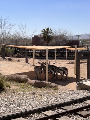 El Paso Zoo and Botanical Gardens by null