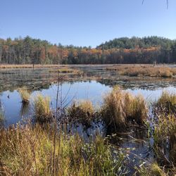 Quincy Bog Natural Area