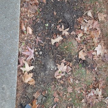 Moxie Pest Control - St Louis - Moles - Pest Control Near Me - Bridgeton, Missouri Moxie Pest Control - St Louis - Moles - Pest Control Near Me - Bridgeton, Missouri