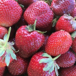 Country Aire Farm - Organic strawberries.. Safe to eat while you pick.