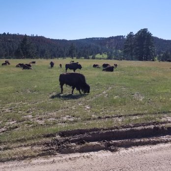 Black Hills National Forest - This picture does no justice for the absolute beauty these animals have! - Parks Near Me - Custer, South Dakota Black Hills National Forest - This picture does no justice for the absolute beauty these animals have! - Parks Near Me - Custer, South Dakota