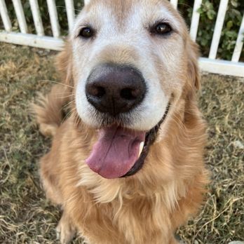 Amanda’s Pet Sitting - Pup Dash loves to smile - Dog Walkers Near Me