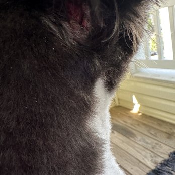 Yappie Cuttery - The dog had a knot in its hair and when removing it, the groomer injured the dog. - Pet Groomers Near Me - Manassas, Virginia Yappie Cuttery - The dog had a knot in its hair and when removing it, the groomer injured the dog. - Pet Groomers Near Me - Manassas, Virginia