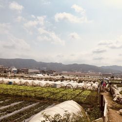 Strawberry Farm