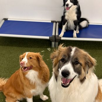 Mutty Paws Academy - Pet Groomers Near Me - Scarborough, Maine Mutty Paws Academy - Pet Groomers Near Me - Scarborough, Maine