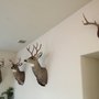 Photo of Monument Taxidermy