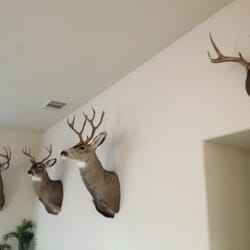 Monument Taxidermy - All done by Monument Taxidermy