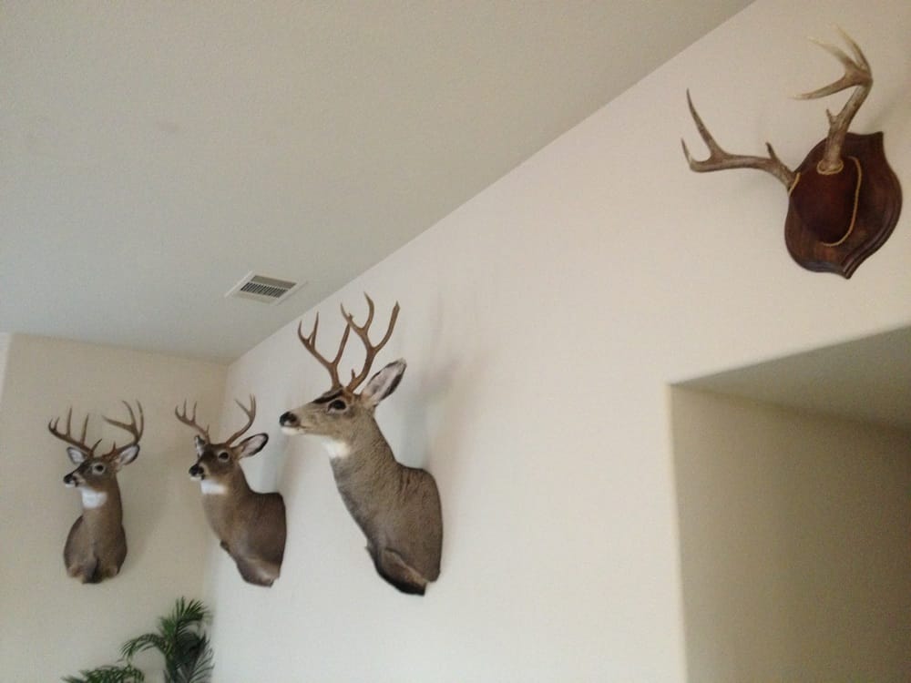 Monument Taxidermy - taxidermy in Dixon, CA