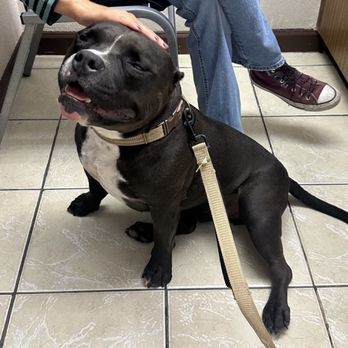 Jet's Pet Hospital - Veterinarians Near Me - Fullerton, California Jet's Pet Hospital - Veterinarians Near Me - Fullerton, California